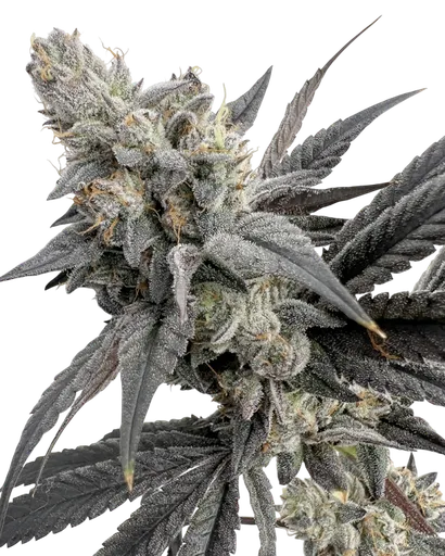 Mega Mind