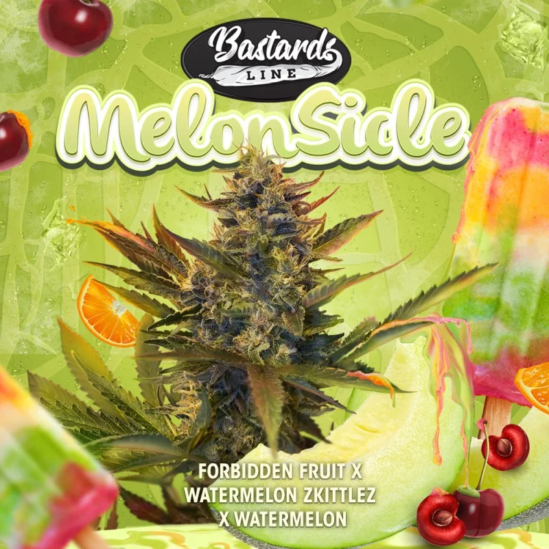 Melonsicle | PHOTOFEM | T.H. Seeds