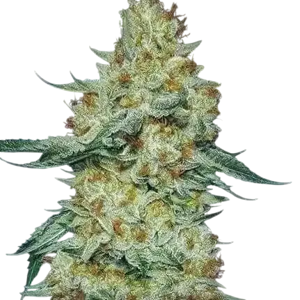 Member Berry RBX1 | PHOTOFEM | Ethos Genetics