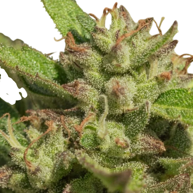 Mendo Breath | PHOTOFEM | Atlas Seed