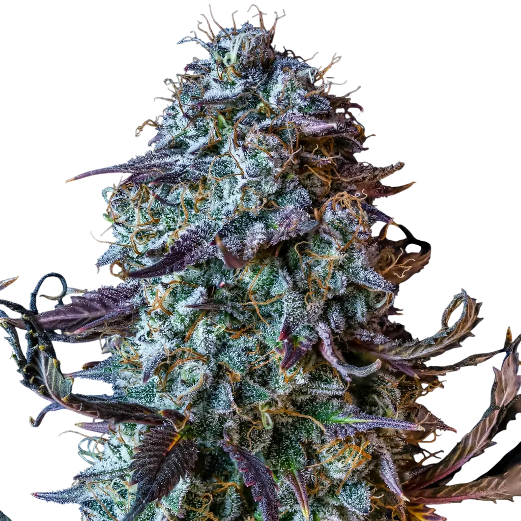 Mephistos Wedding Auto | AUTOFEM | Mephisto Genetics