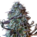 Mephistos Wedding Auto | AUTOFEM | Mephisto Genetics
