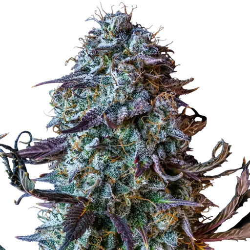 Mephistos Wedding Auto
