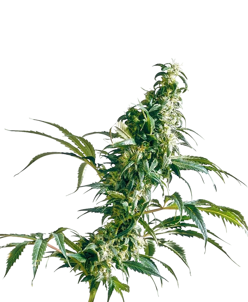 Mexican Sativa | PHOTOREG | Sensi Seeds
