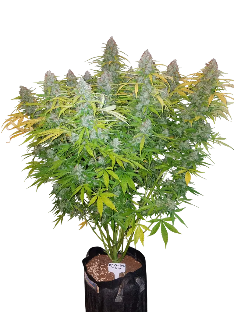 Californian Snow Auto | AUTOFEM | Fast Buds