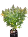 Californian Snow Auto | AUTOFEM | Fast Buds