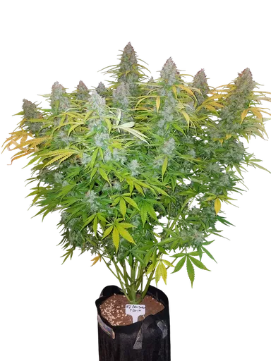 Californian Snow Auto | AUTOFEM | Fast Buds
