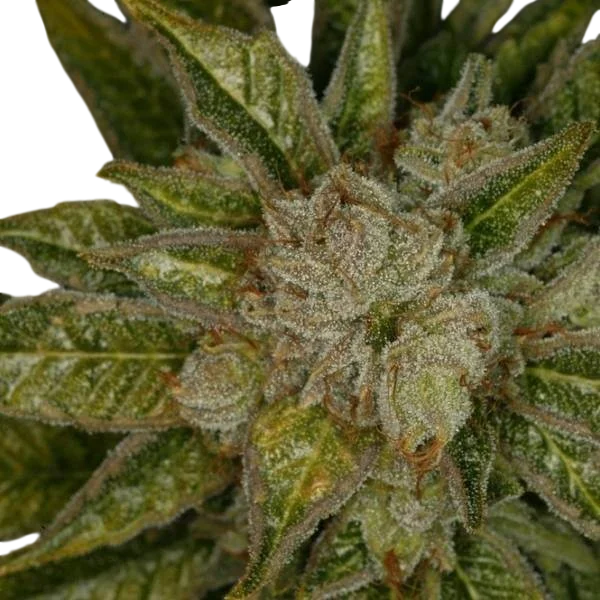 MK Ultra – Produktansicht