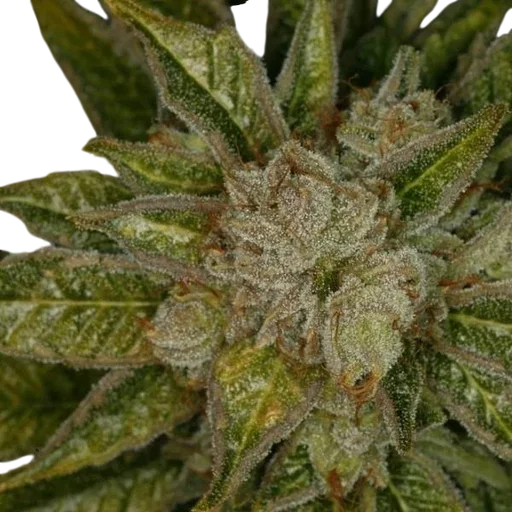 MK Ultra