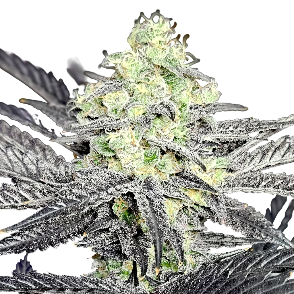 Modified Payton | PHOTOFEM | Elev8 Seeds