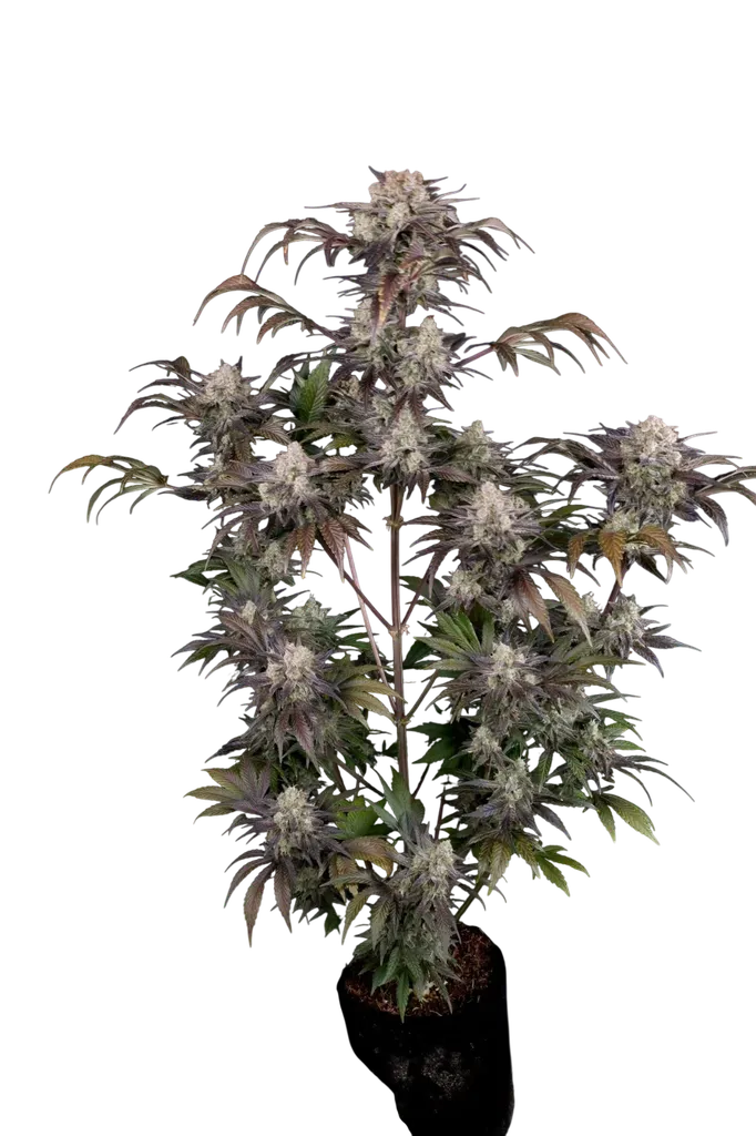 Frost Banger Auto | AUTOFEM | Fast Buds