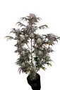 Frost Banger Auto | AUTOFEM | Fast Buds