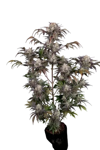 Frost Banger Auto | AUTOFEM | Fast Buds