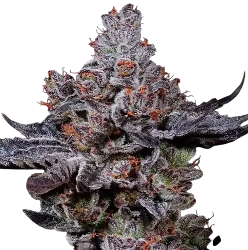 Mookie B R1 | PHOTOFEM | Ethos Genetics