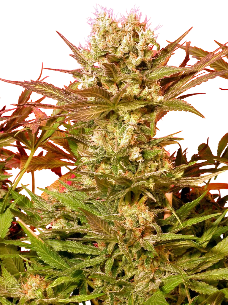 Motavation | PHOTOREG | Serious Seeds