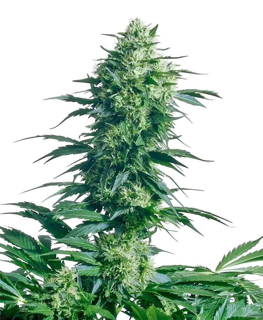 Mothers Finest | PHOTOREG | Sensi Seeds