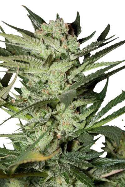 Mozarella | PHOTOFEM | G13 Labs