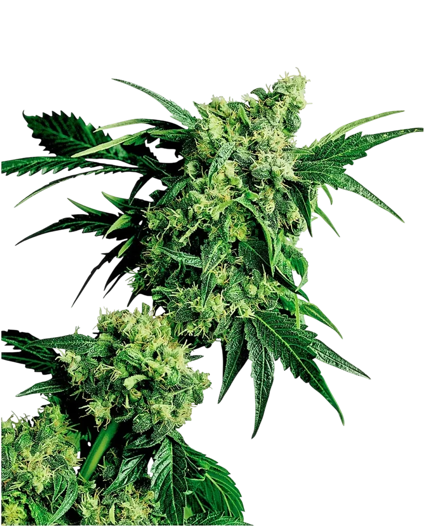 Mr Nice G13 x Hash Plant | PHOTOREG | Sensi Seeds