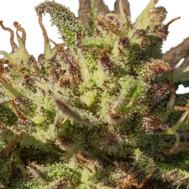 Neon Cowgirl Fast | PHOTOFEM | Atlas Seed