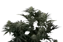 GG4 Sherbet FAST | PHOTOFEM | Fast Buds