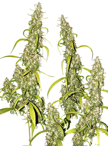 Nevilles Haze | PHOTOREG | Mr. Nice Seedbank