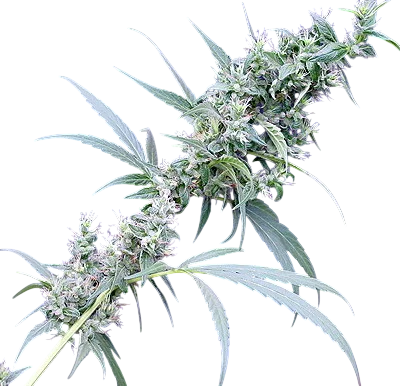 Nevilles Haze x Mango