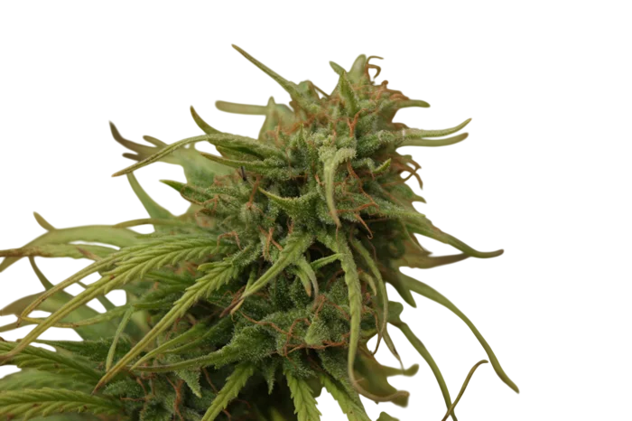 Nevilles Skunk – Produktansicht
