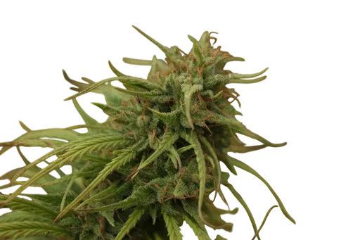 Nevilles Skunk