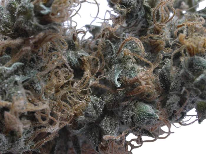 NHS | PHOTOREG | Mr. Nice Seedbank