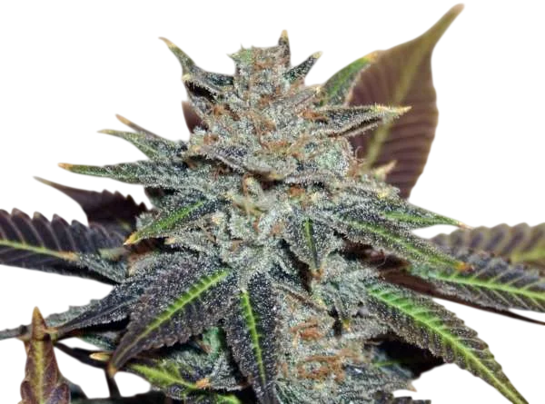 Night Nurse | PHOTOREG | BC Bud Depot