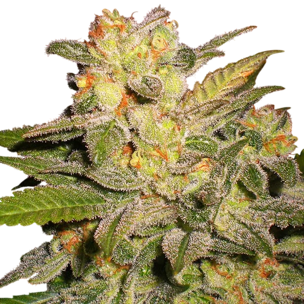NL Auto | AUTOFEM | G13 Labs