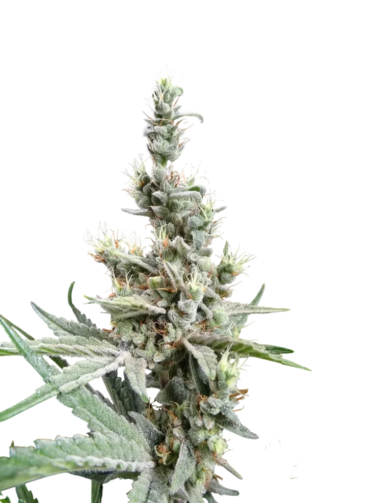 NL5 x Haze | PHOTOREG | Mr. Nice Seedbank