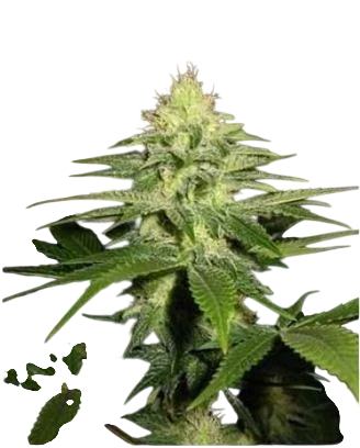 NL5 x Skunk