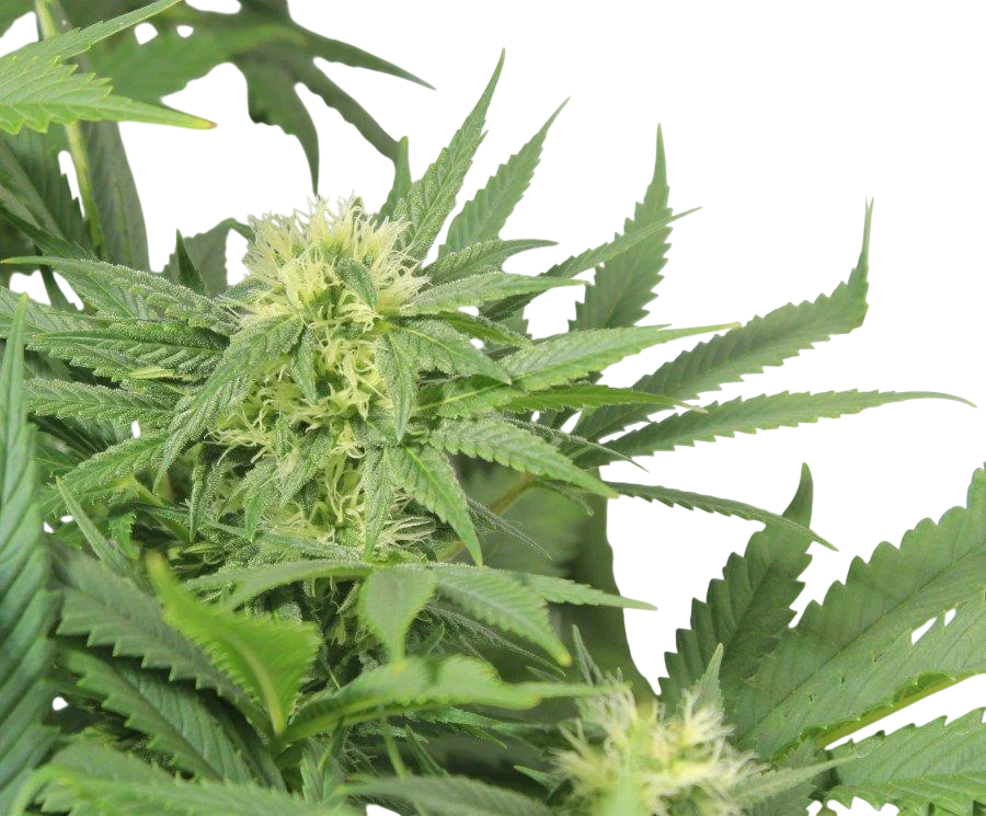 Nordle (Afghan Skunk) | PHOTOREG | Mr. Nice Seedbank