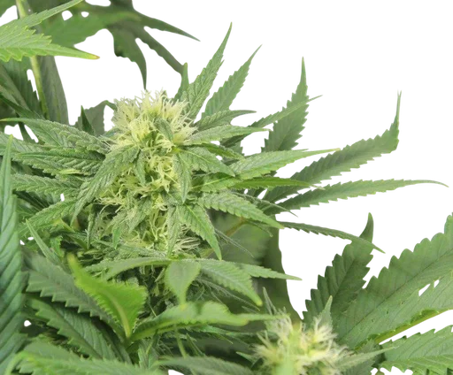 Nordle (Afghan Skunk)
