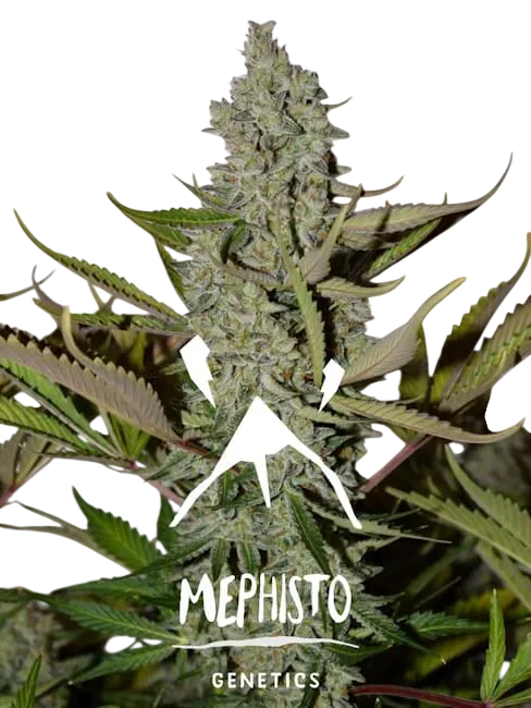 Northern Cheese Haze Auto | AUTOFEM | Mephisto Genetics