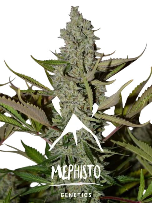 Northern Cheese Haze Auto | AUTOFEM | Mephisto Genetics