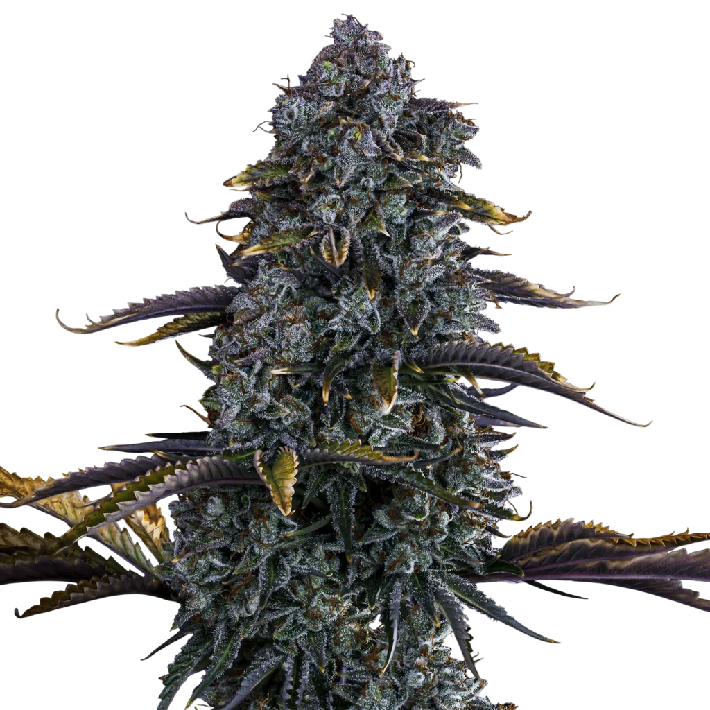 Northern Cheese Haze Auto | AUTOFEM | Mephisto Genetics