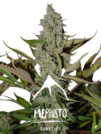 Northern Cheese Haze Auto