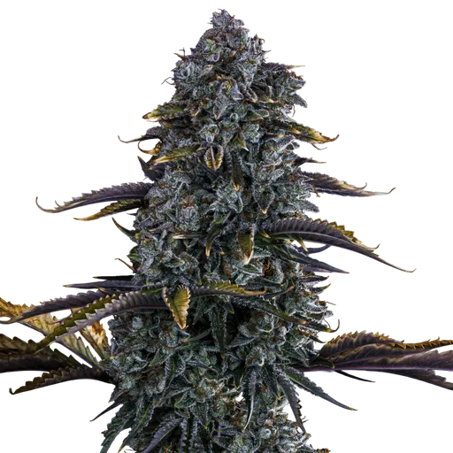Northern Cheese Haze Auto