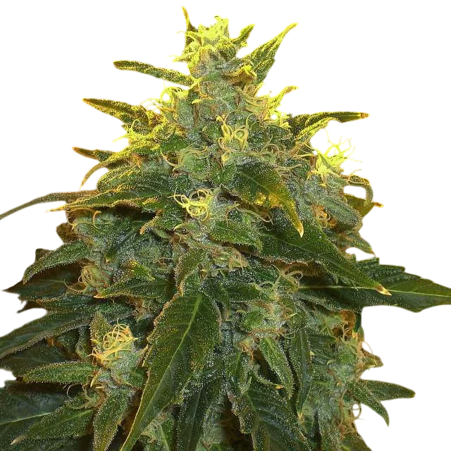 Northern Light | PHOTOFEM | Nirvana Seeds