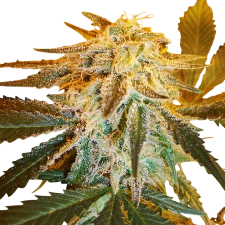 Northern Light Auto | AUTOFEM | Nirvana Seeds