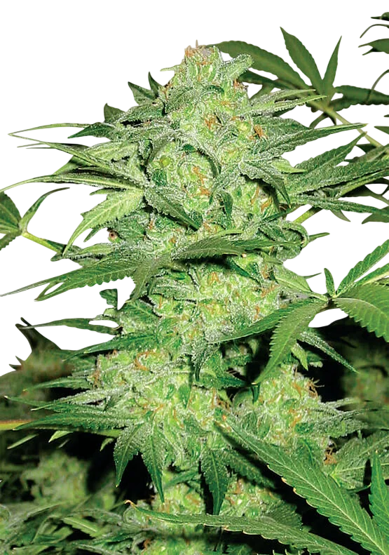 Northern Light | PHOTOREG | Nirvana Seeds