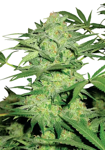 Northern Light