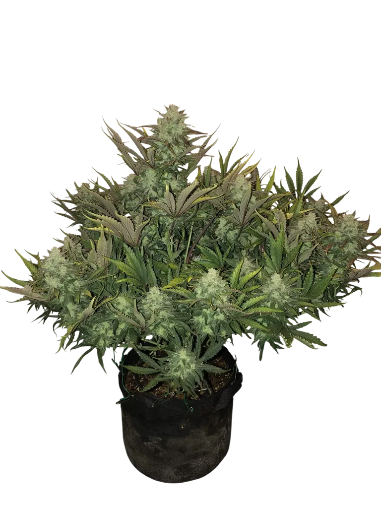 Gorilla Auto | AUTOFEM | Fast Buds