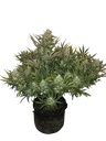 Gorilla Auto | AUTOFEM | Fast Buds