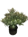 Gorilla Auto | AUTOFEM | Fast Buds