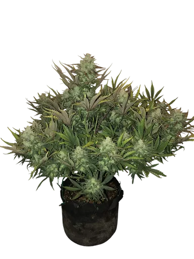 Gorilla Auto | AUTOFEM | Fast Buds