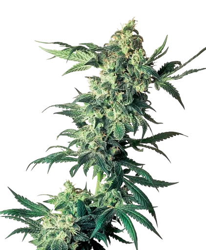 Northern Lights