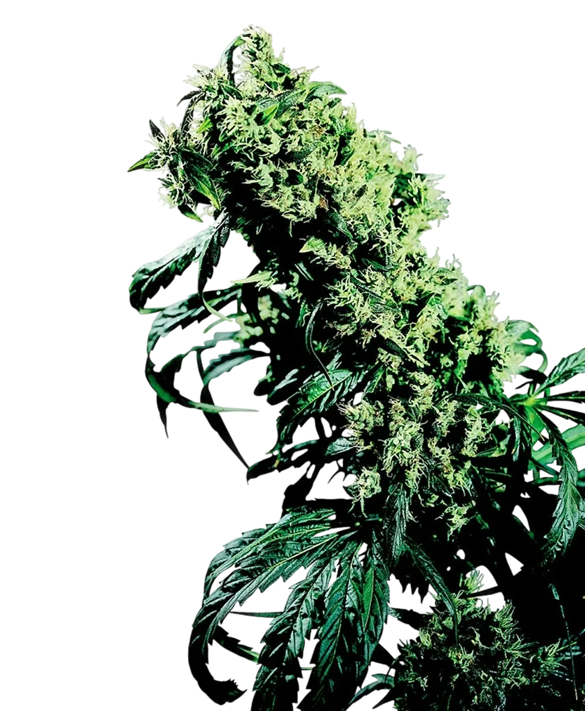 Northern Lights #5 x Haze | PHOTOREG | Sensi Seeds
